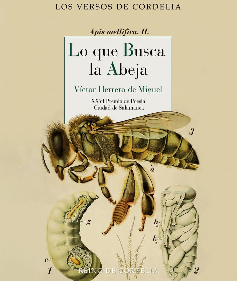 Libro: Lo que busca la abeja: XXVI Premio de Poesía Ciudad de Salamanca: 87 (Los Versos de Cordelia)