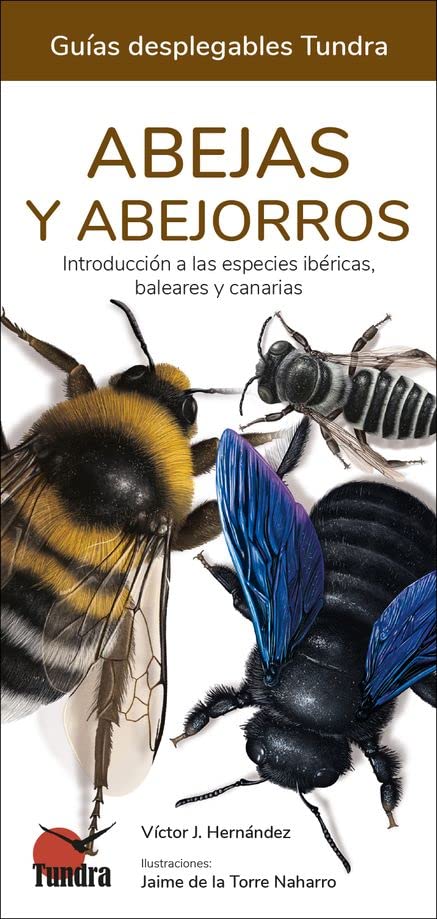 Libro: Abejas y abejorros (GUIAS DESPLEGABLES)