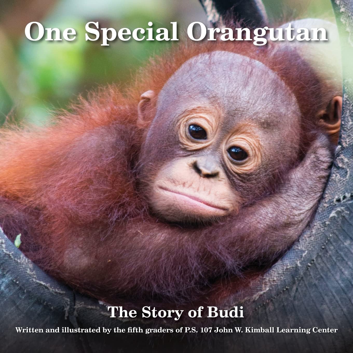 Libro: One Special Orangutan: The Story of Budi