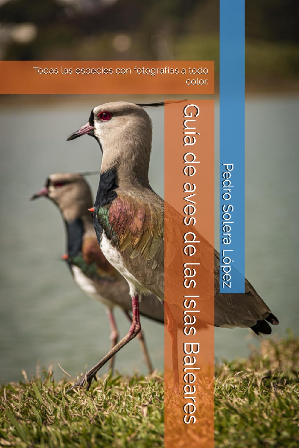 Libro: Guía de aves de las Islas Baleares: Todas las especies con fotografías a todo color. (Spanish Edition)