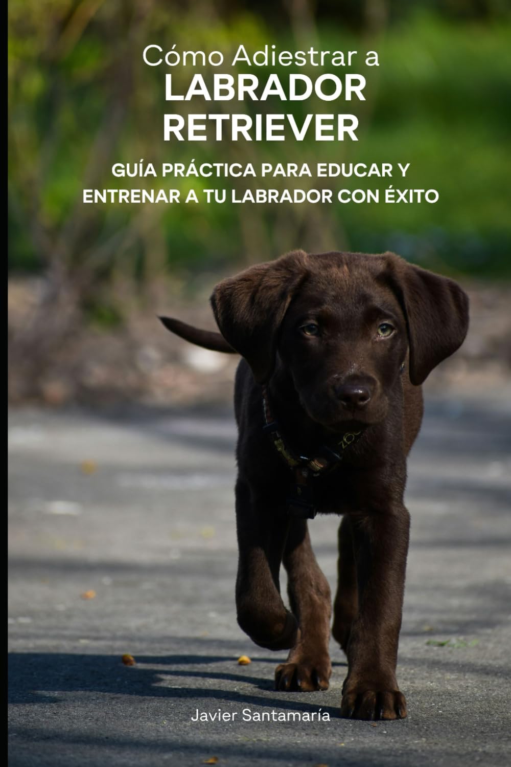 Libro: Cómo Adiestrar al Labrador Retriever: Guía Práctica para Educar y Entrenar a tu Labrador con Éxito (Spanish Edition)