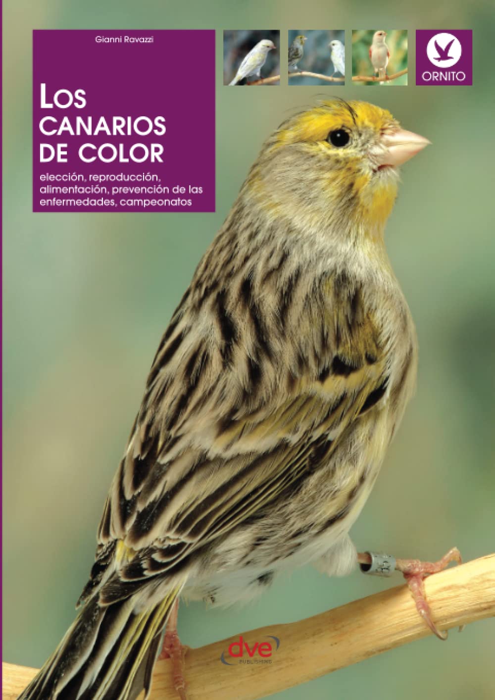 Libro: Los canarios de color (Spanish Edition)