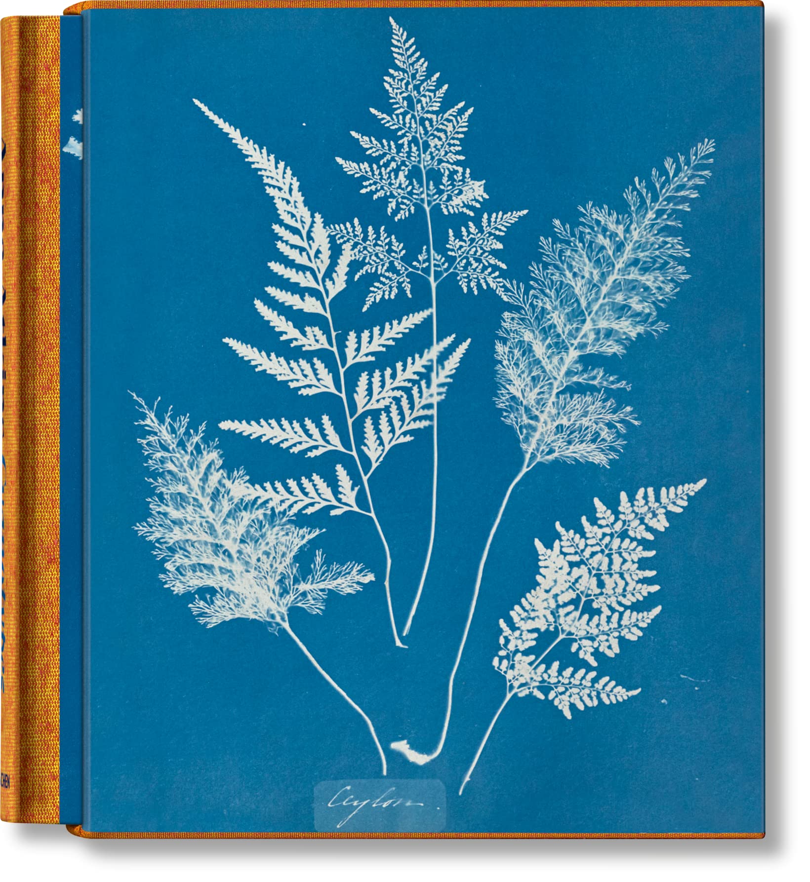 Libro: Anna Atkins. Cyanotypes (Classics) (Multilingual Edition)
