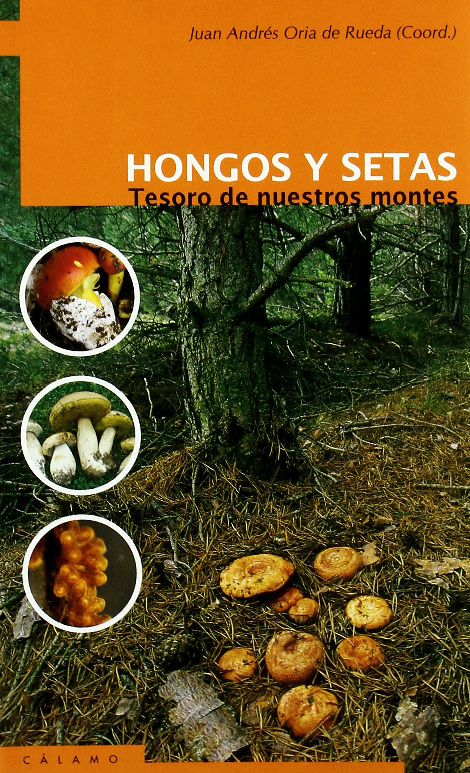 Libro: Hongos Y Setas
