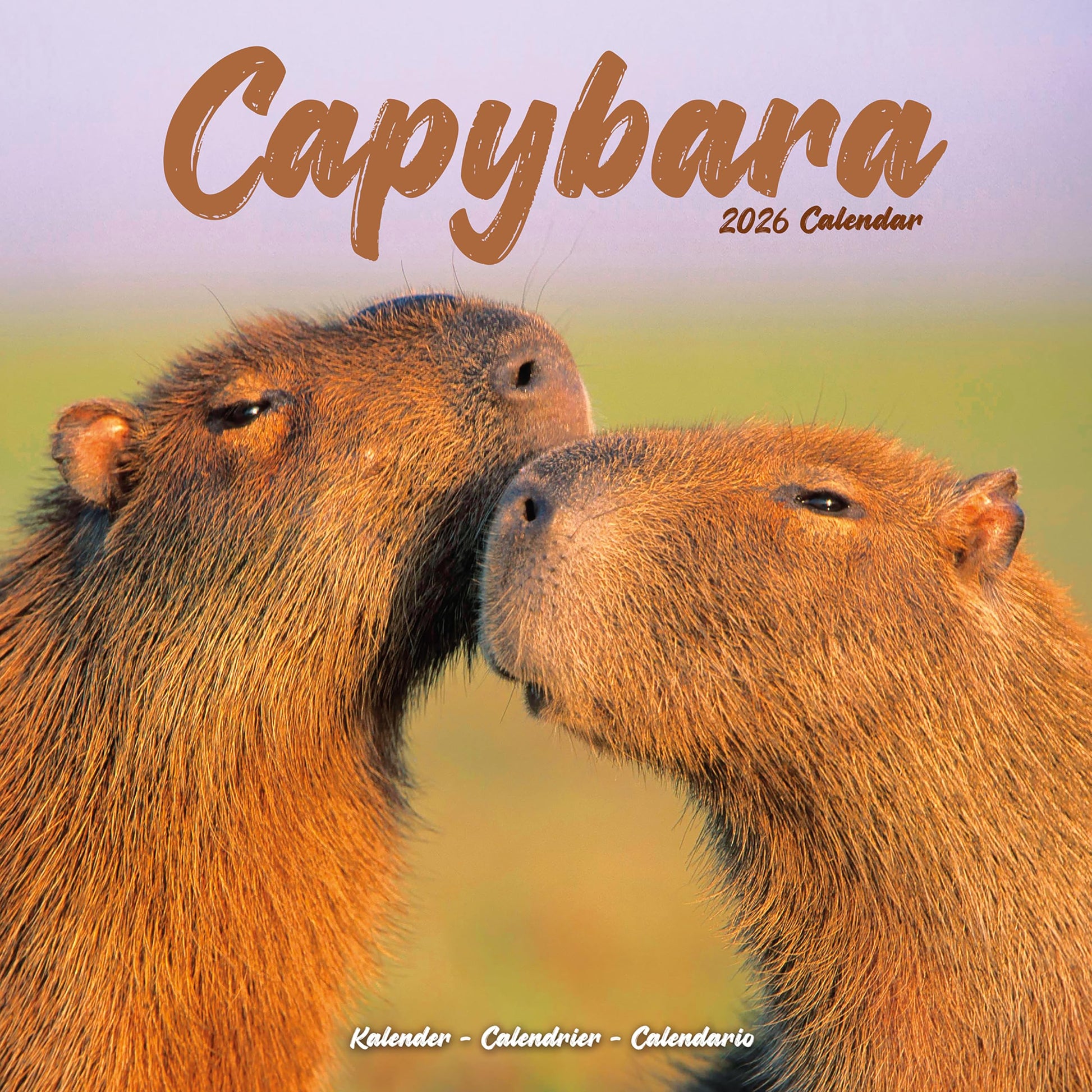 Libro: Capybara Calendar 2026 Square Animal Wall Calendar - 16 Month