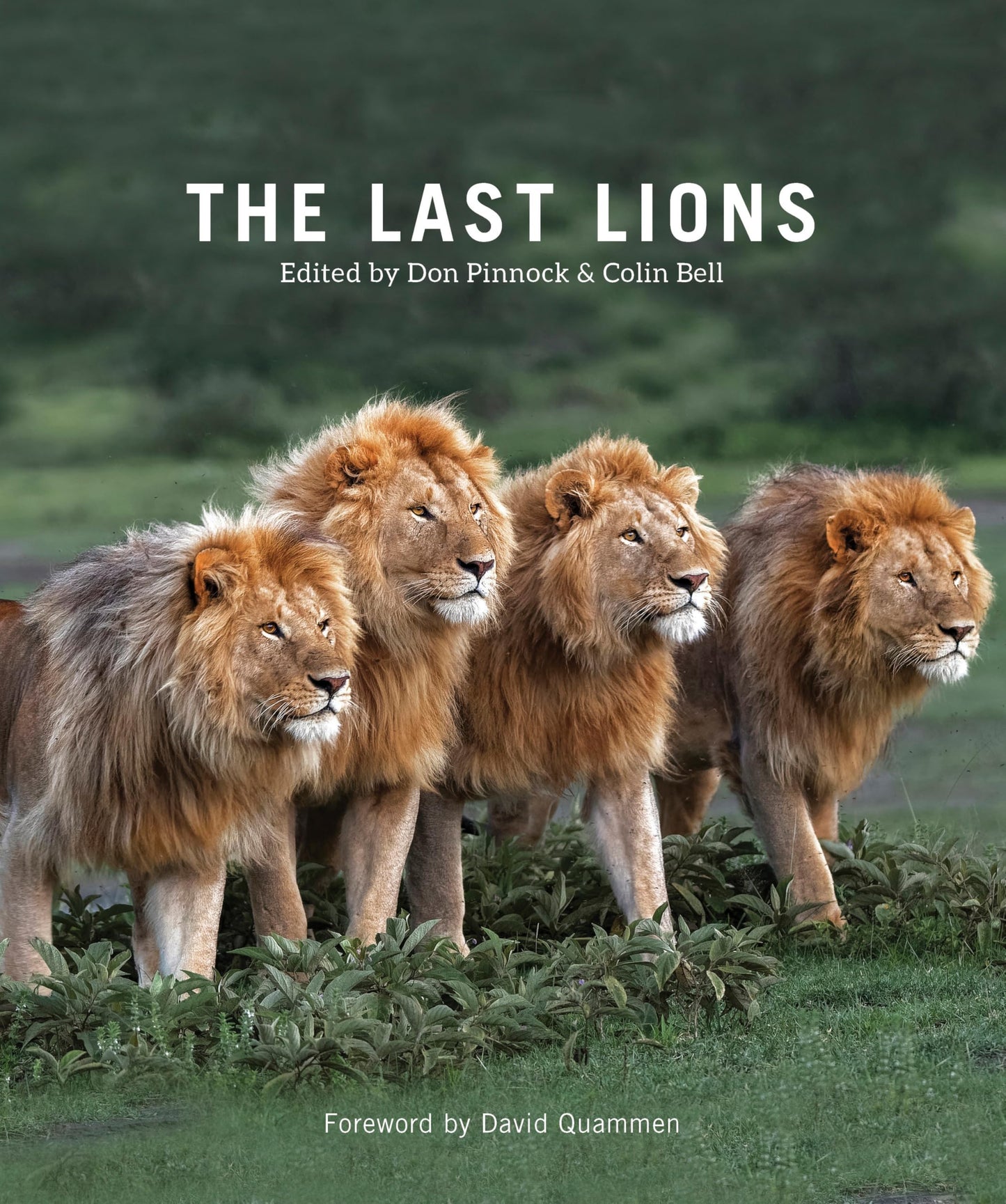 Libro: The Last Lions