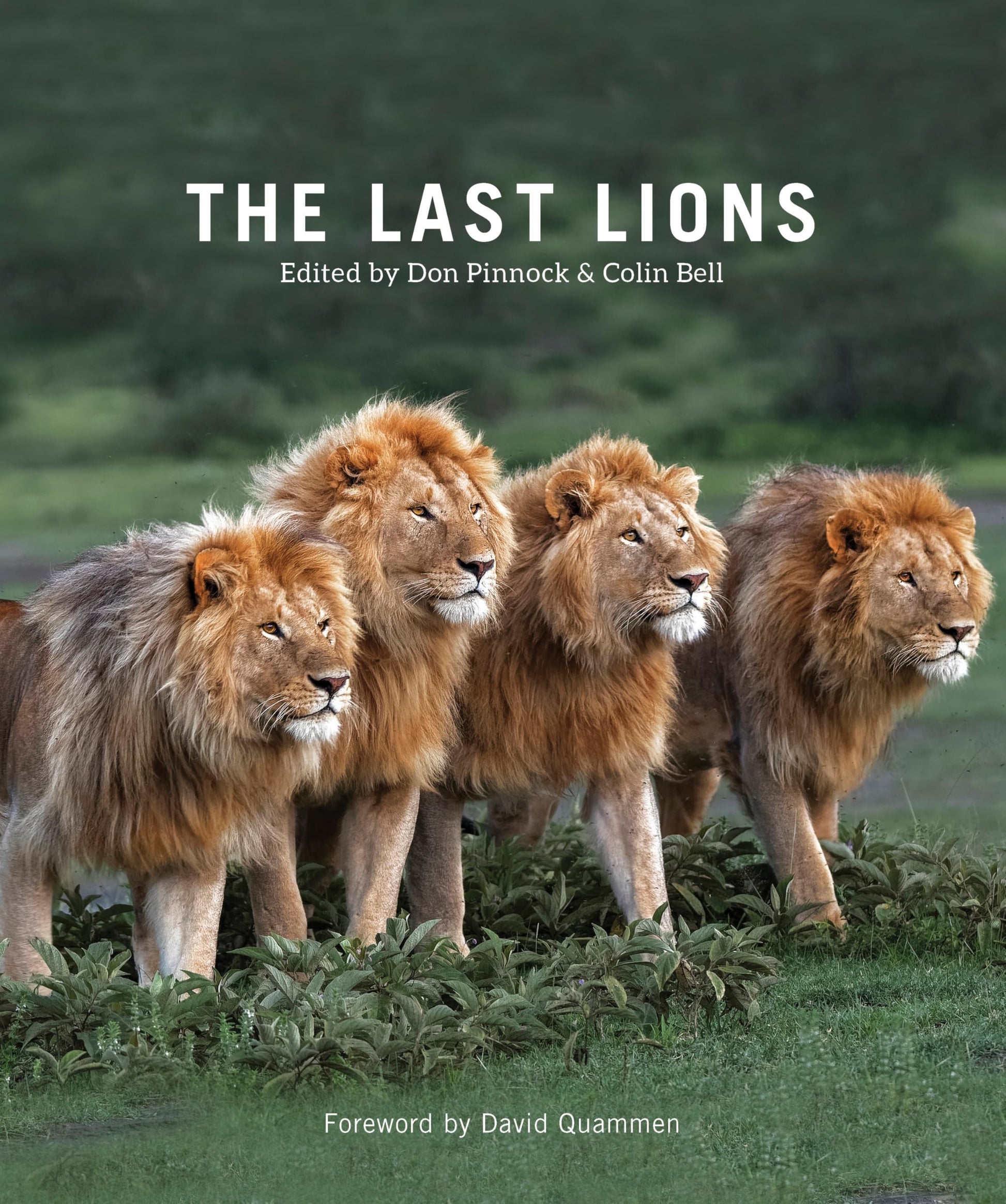 Libro: The Last Lions